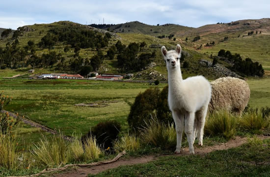 Excursion Puno – Farm Chincheros <span>3 hrs. <br> approx.</span>